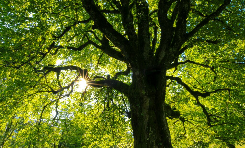 Filière bois, où en sommes nous ?